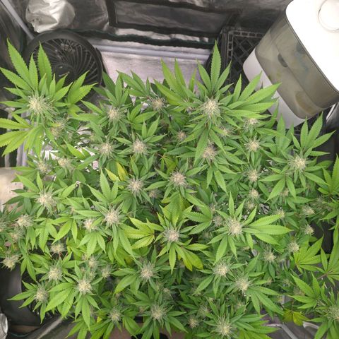 Critical Widow growlog timeline photo