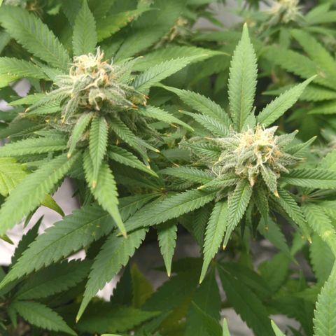 Critical Widow growlog timeline photo