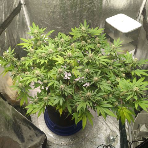 Critical Widow growlog timeline photo