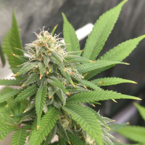 Critical Widow growlog timeline photo