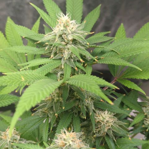 Critical Widow growlog timeline photo