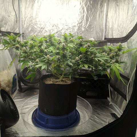 Critical Widow growlog timeline photo