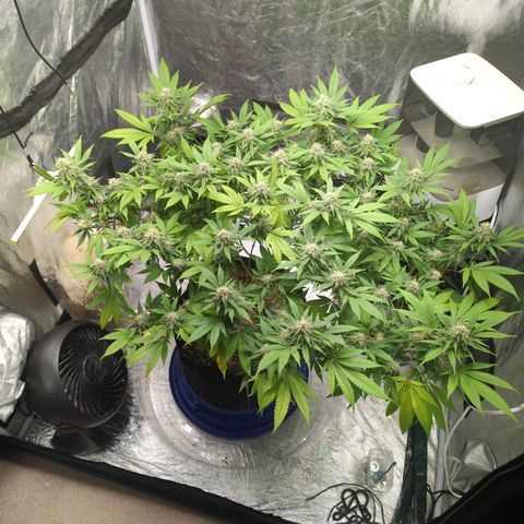 Critical Widow growlog timeline photo