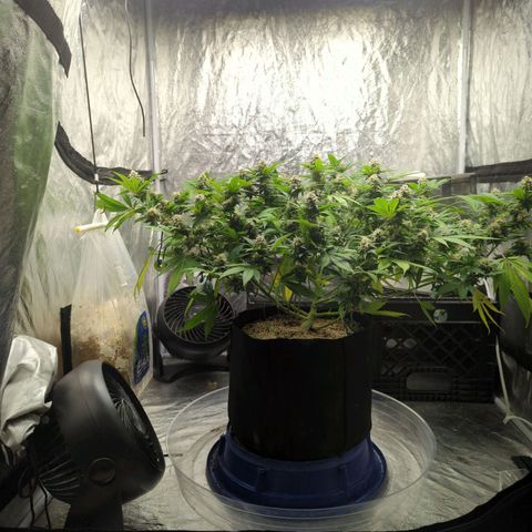 Critical Widow growlog timeline photo