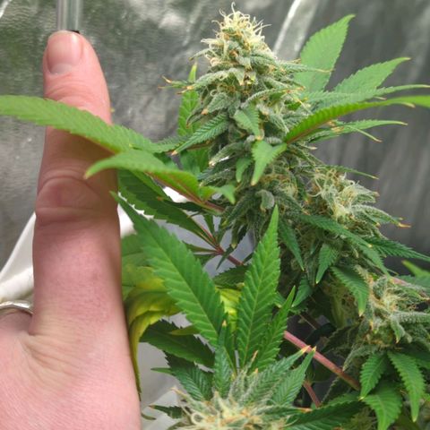 Critical Widow growlog timeline photo