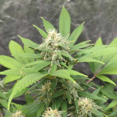 Critical Widow growlog timeline photo