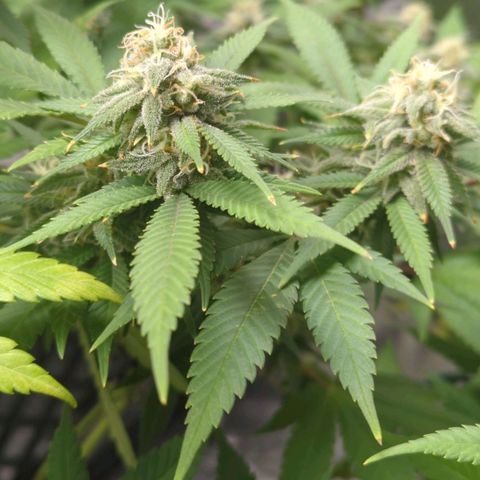Critical Widow growlog timeline photo
