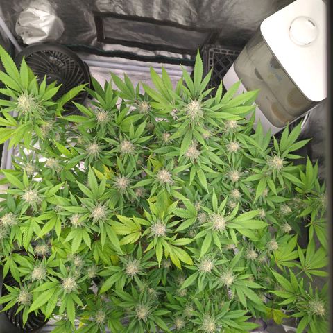 Critical Widow growlog timeline photo