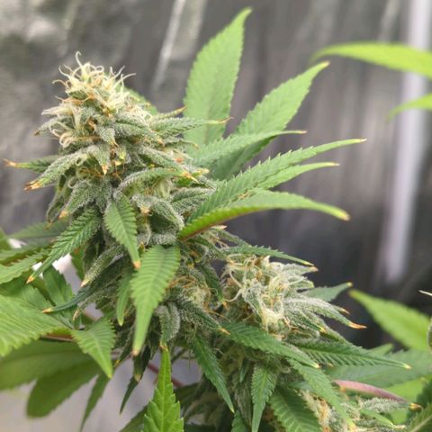 Critical Widow growlog timeline photo