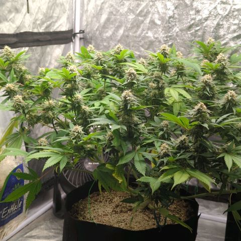 Critical Widow growlog timeline photo