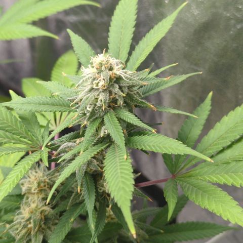 Critical Widow growlog timeline photo