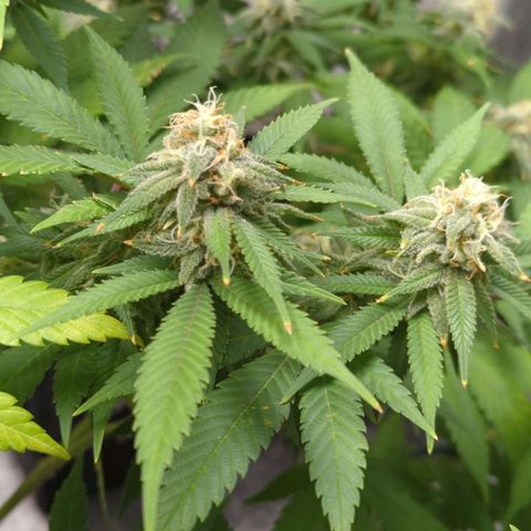 Critical Widow growlog timeline photo