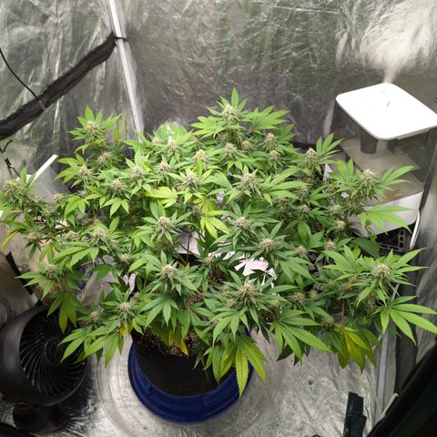 Critical Widow growlog timeline photo