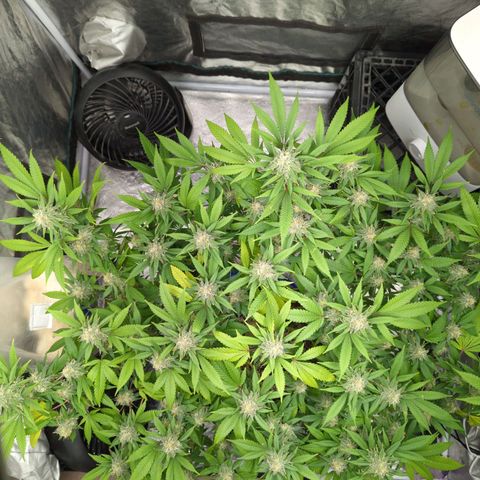 Critical Widow growlog timeline photo
