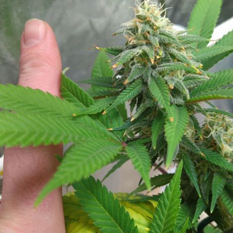 Critical Widow growlog timeline photo