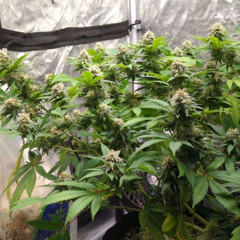 Critical Widow growlog timeline photo