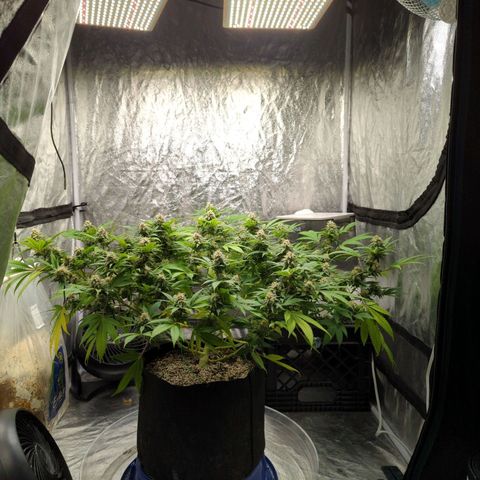 Critical Widow growlog timeline photo