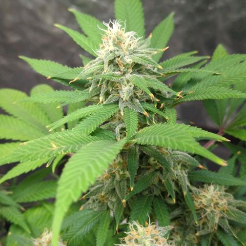 Critical Widow growlog timeline photo