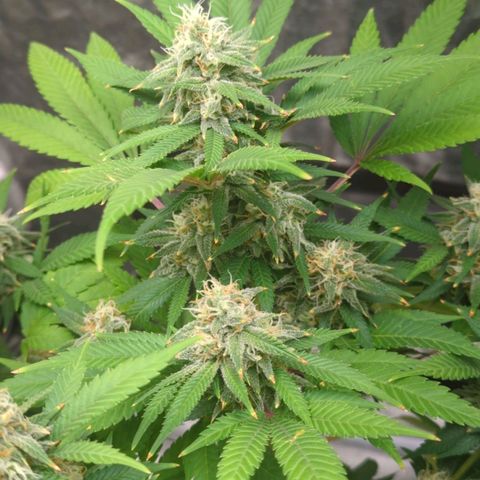 Critical Widow growlog timeline photo