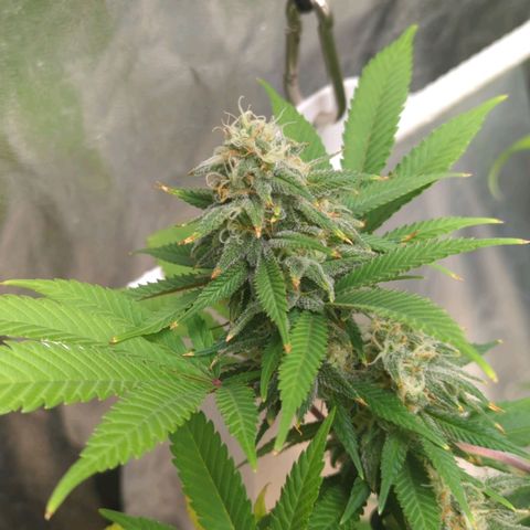 Critical Widow growlog timeline photo