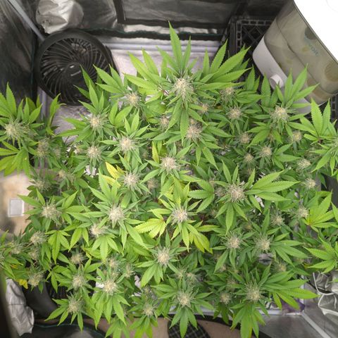 Critical Widow growlog timeline photo