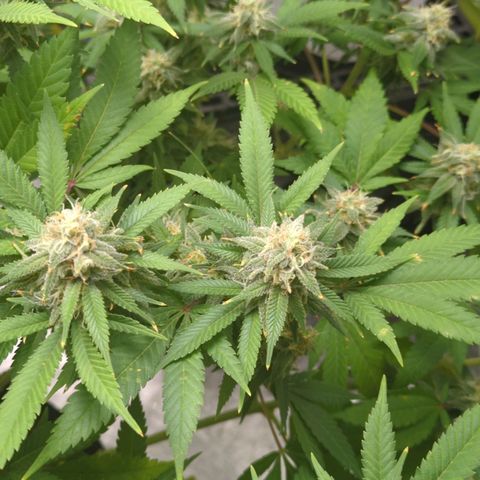 Critical Widow growlog timeline photo