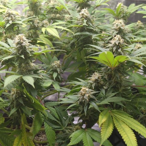 Critical Widow growlog timeline photo
