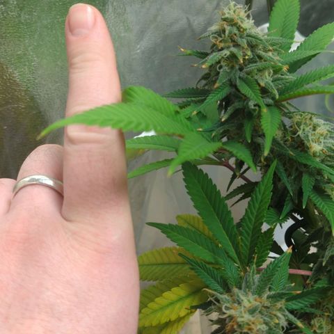 Critical Widow growlog timeline photo