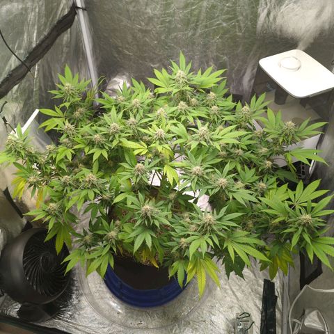 Critical Widow growlog timeline photo