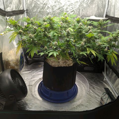 Critical Widow growlog timeline photo