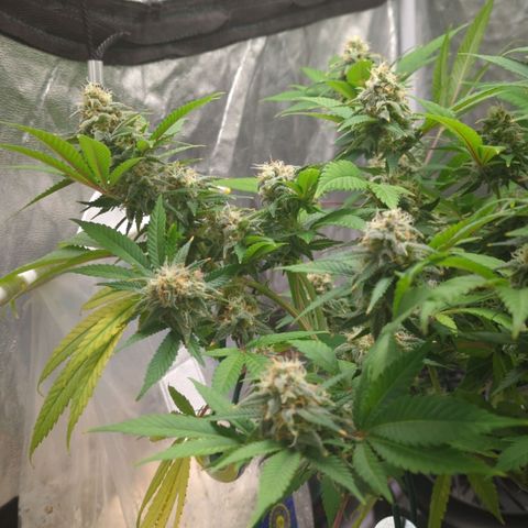 Critical Widow growlog timeline photo
