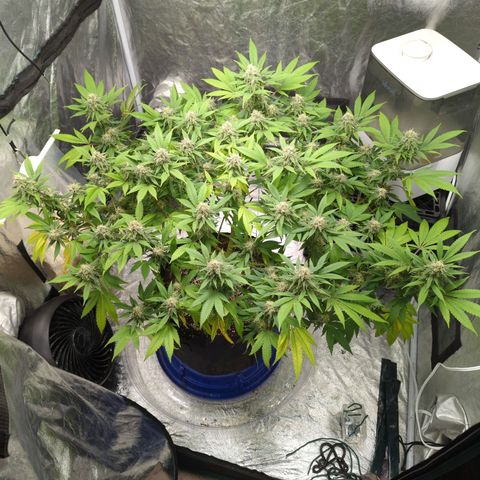 Critical Widow growlog timeline photo