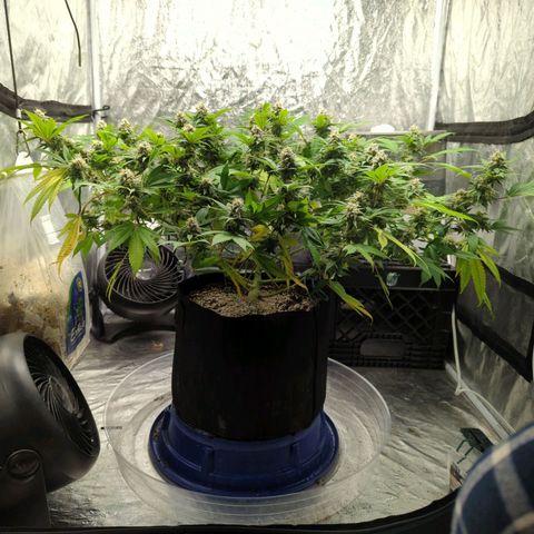 Critical Widow growlog timeline photo
