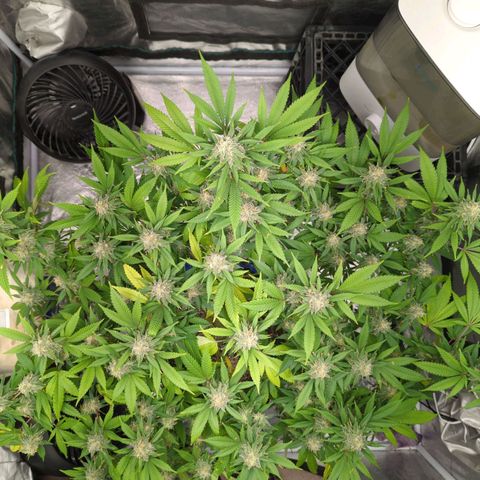 Critical Widow growlog timeline photo