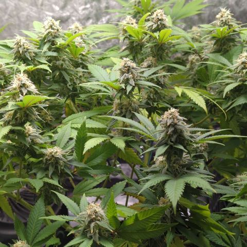 Critical Widow growlog timeline photo