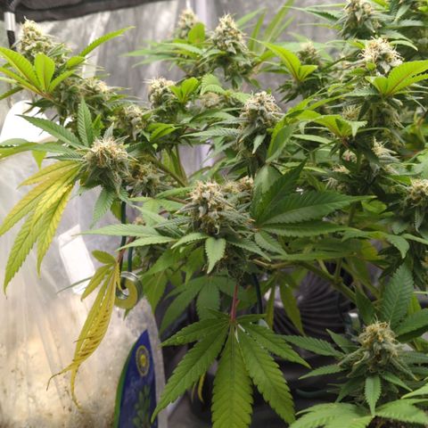 Critical Widow growlog timeline photo