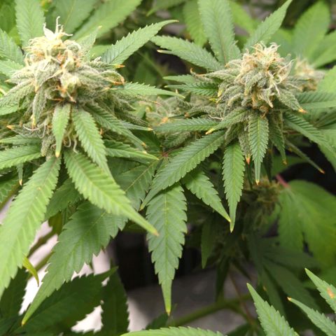 Critical Widow growlog timeline photo