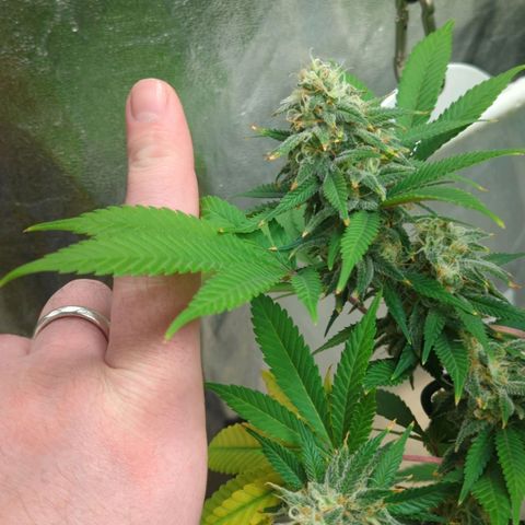Critical Widow growlog timeline photo