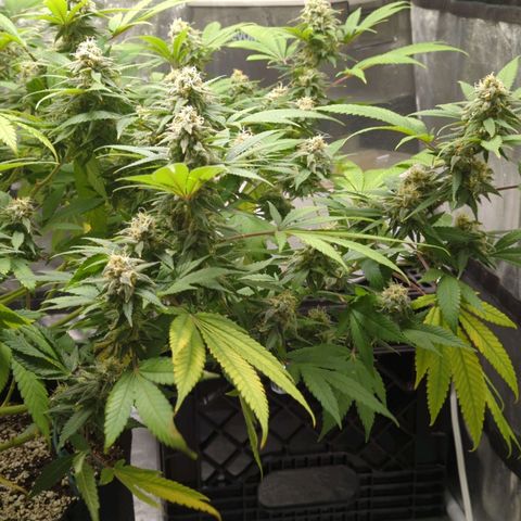 Critical Widow growlog timeline photo