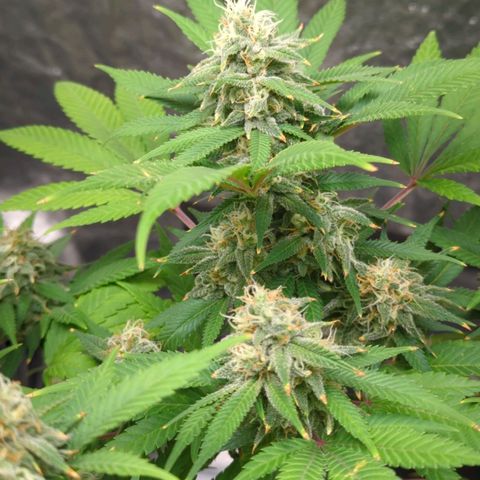 Critical Widow growlog timeline photo