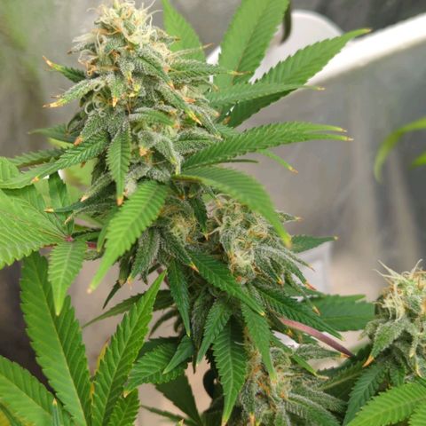 Critical Widow growlog timeline photo