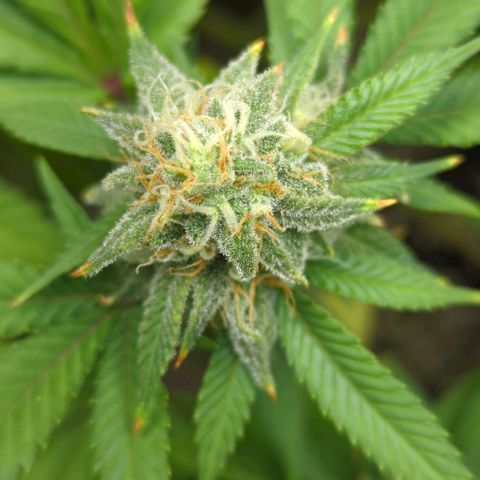 Critical Widow growlog timeline photo