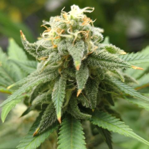 Critical Widow growlog timeline photo