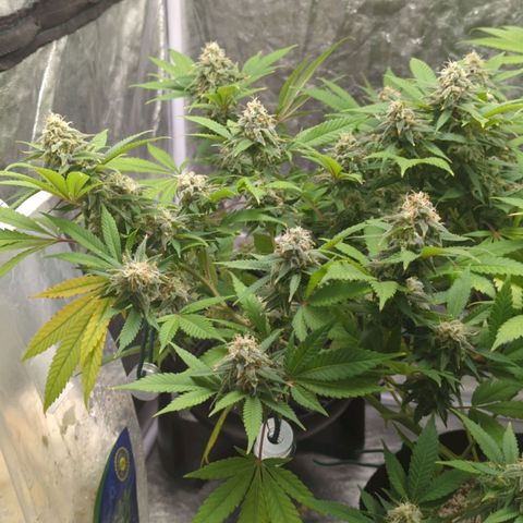 Critical Widow growlog timeline photo