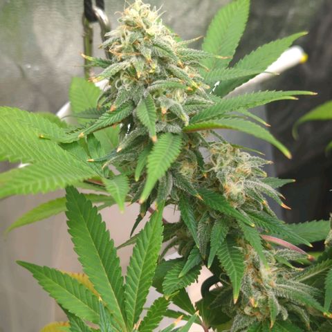 Critical Widow growlog timeline photo