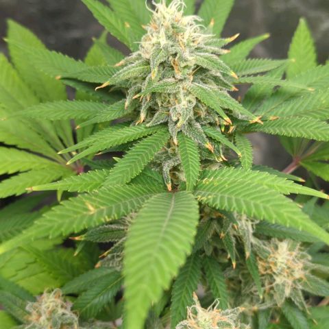 Critical Widow growlog timeline photo