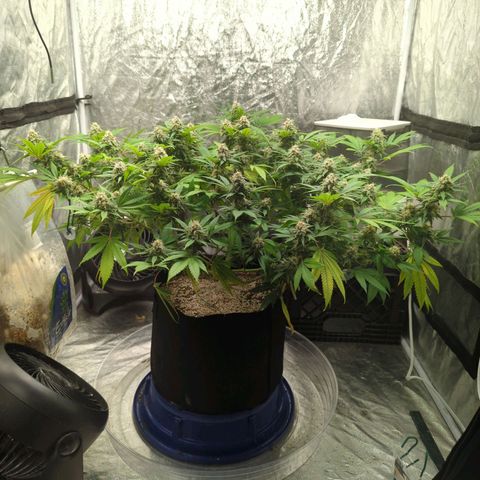 Critical Widow growlog timeline photo