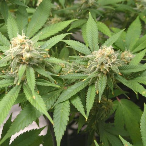 Critical Widow growlog timeline photo