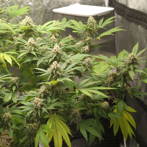 Critical Widow growlog timeline photo