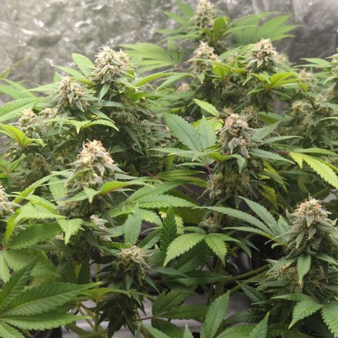 Critical Widow growlog timeline photo